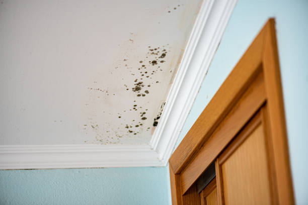 Localized Mold Remediation (e.g., coastal areas, humid climates)