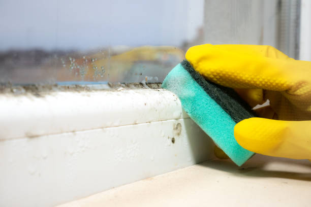 Professional Mold Remediation in Madison, NJ